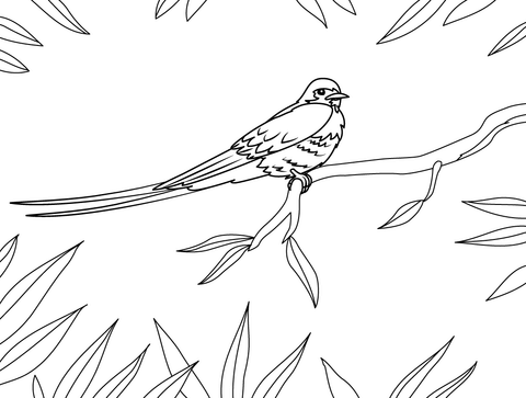 Blue Swallow Hirundo Atrocaerulea Coloring Page